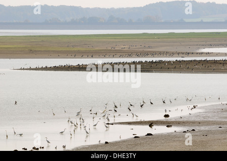 Grande Aigrette Blanche (Ardea alba), des hérons cendrés (Ardea cinerea) et de Grands Cormorans (Phalacrocorax carbo) au Lac du Der, en France. Banque D'Images