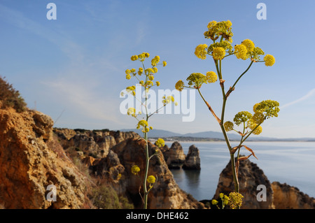 Fenouil géant (Ferrula communis) floraison sur la falaise de grès et seastacks avec la mer en arrière-plan, Lagos, Portugal. Banque D'Images