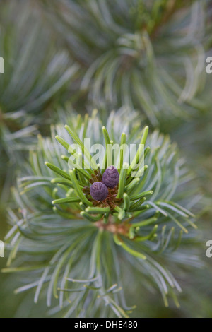 Les cônes femelles chinois sur un pin blanc, Pinus armandii. Banque D'Images