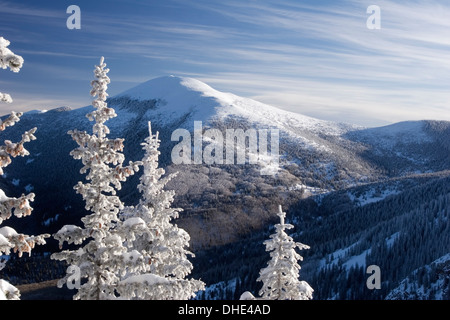 Arbres couverts de neige & Santa Fe Baldy (12 622 pi) de corbeaux Ridge Trail, la Forêt Nationale de Santa Fe, Nouveau Mexique USA Banque D'Images