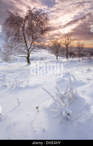 La neige a couvert l'ajonc sur colline nord, collines de Malvern à bouleau blanc en arrière-plan au coucher du soleil Banque D'Images