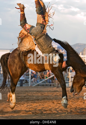 Cowboy à l'envers sur le cheval, voltige en compétition, le Rodéo de Santa Fe, Nouveau Mexique USA Banque D'Images