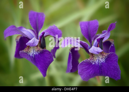 Blue iris fleurs dans un jardin Border, Worcestershire Banque D'Images