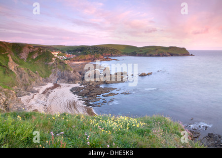 Hope Cove, South Devon, Angleterre, au coucher du soleil dans un format paysage horizontal avec l'insuffisance rénale et la vesce Thrift sur les falaises Banque D'Images