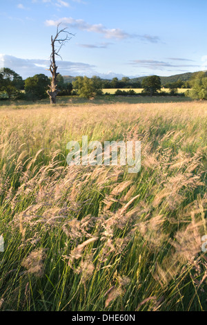 Une prairie avec du foin de graminées sauvages à Colwall. La faible lumière au coucher du soleil prend le seedheads sur les graminées Banque D'Images