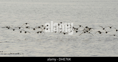 Collier (Arenaria interpres) troupeau volant bas au cours de l'estuaire de la Severn, après avoir quitté leur dortoir, Somerset, Royaume-Uni, mars. Banque D'Images