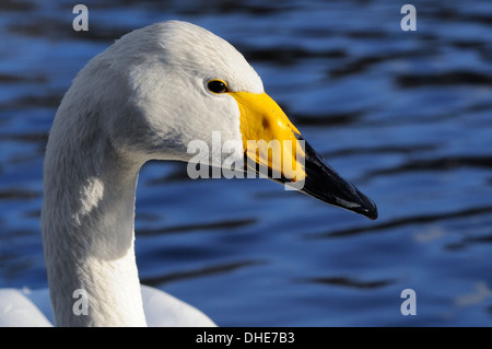 Cygne chanteur (Cygnus cygnus) tête portrait, Regent's Park lac de plaisance, London, UK, janvier. Banque D'Images