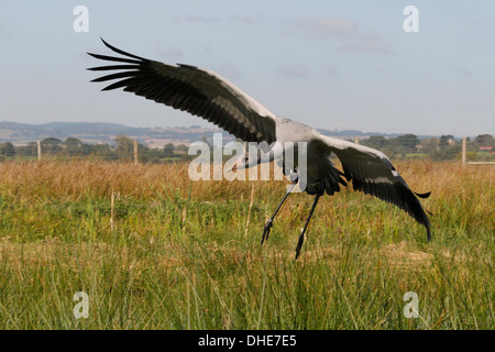 Les jeunes / commune (Grus grus Grue eurasienne) retour à un fox-preuve première version boîtier sur Somerset Levels. Banque D'Images