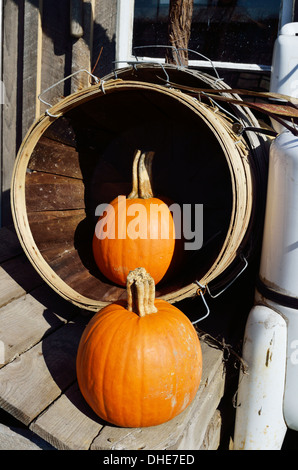 La Nouvelle Angleterre automne scène de 2 citrouilles orange à l'extérieur sur banc de bois panier embout sur le côté. Massachusetts, États-Unis Banque D'Images