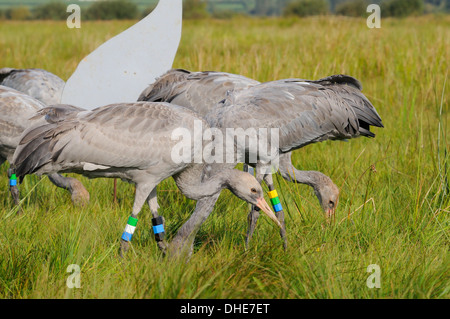 A récemment publié les jeunes / communes grues eurasien (Grus grus) se nourrissent de grains éparpillés pour eux sur la Somerset Levels. Banque D'Images