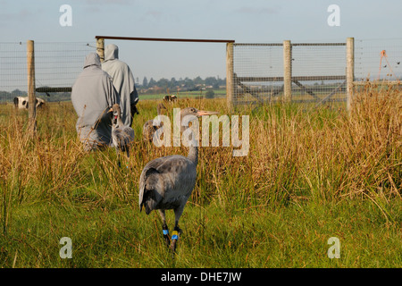 Les jeunes / communes grues eurasien (Grus grus) suite parents de substitution d'un boîtier sur presse à Somerset Levels. Banque D'Images