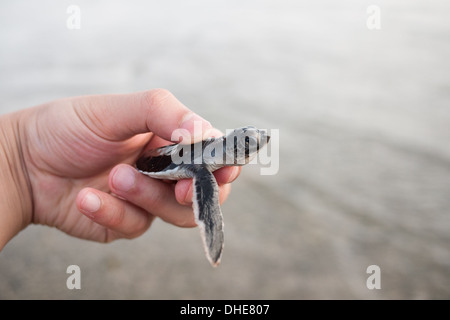 Une jeune tortue tortue de mer verte (Chelonia mydas) au World Wildlife Fund turtle hatchery sur Bay Canh, l'île de Con Dao, Vietnam. Banque D'Images