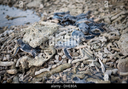 Une ligne entière( !) de tortue verte (Chelonia mydas) est dirigé vers la mer sur l'île de Bay Canh, Con Dao, Vietnam. Banque D'Images