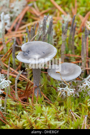 Les champignons d'automne en Finlande Banque D'Images