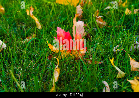 Rouge et jaune couleur Feuille d'érable dans l'herbe verte avec d'autres feuilles jaunes à l'automne avec ant sur brin d'herbe Banque D'Images