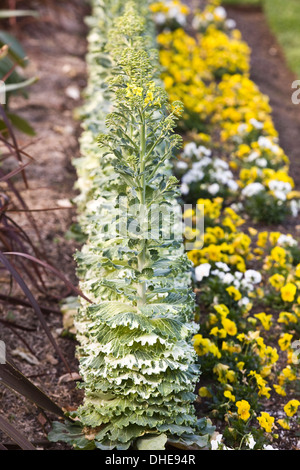 Rangées de pensées jaunes et blancs, à côté d'une rangée de choux ornementaux dans un lit de jardin. Banque D'Images