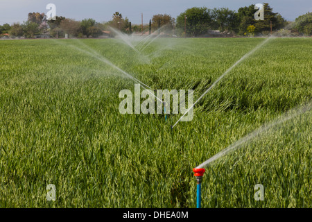 Les sprinkleurs Irrigation Arrosage champ de blé - California USA Banque D'Images