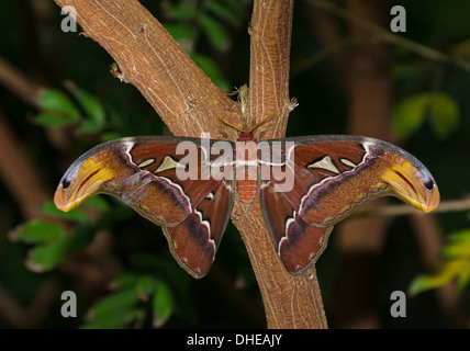 Atlas moth (Attacus atlas), un grand papillon tropical Banque D'Images