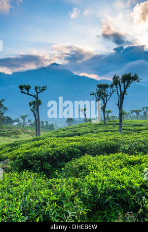 Le lever du soleil sur les plantations de thé, Haputale, Sri Lanka Hill Country, au Sri Lanka, en Asie Banque D'Images