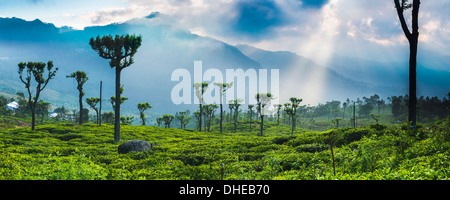 Le lever du soleil sur les plantations de thé et les montagnes, Haputale, Sri Lanka Hill Country, hauts plateaux du centre, le Sri Lanka, l'Asie Banque D'Images
