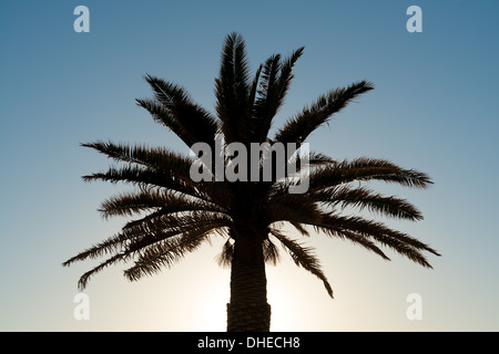 Palm tree silhouetted against blue sky brillant Banque D'Images