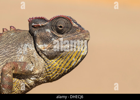 Caméléon Namaqua (Chamaeleo namaquensis), Désert du Namib, Namibie, Afrique Banque D'Images