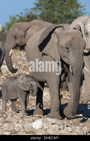 Les éléphants (Loxodonta africana), Etosha National Park, Namibie, Afrique Banque D'Images