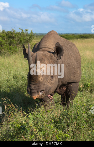 Le rhinocéros noir (Diceros bicornis) mâle, Phinda Private Game Reserve, KwaZulu Natal, Afrique du Sud, l'Afrique Banque D'Images