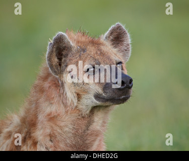 L'Hyène tachetée (l'Hyène tachetée (Crocuta crocuta)), le cratère du Ngorongoro, en Tanzanie, Afrique de l'Est, l'Afrique Banque D'Images