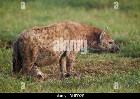 L'Hyène tachetée (l'Hyène tachetée (Crocuta crocuta)) les soins infirmiers, le cratère du Ngorongoro, en Tanzanie, Afrique de l'Est, l'Afrique Banque D'Images