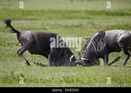 Deux ressemble (GNU) (Connochaetes taurinus) combats de taureaux, le cratère du Ngorongoro, en Tanzanie, Afrique de l'Est, l'Afrique Banque D'Images