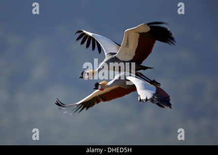 Grue couronnée grise (Balearica regulorum) paire en vol, le cratère du Ngorongoro, en Tanzanie, Afrique de l'Est, l'Afrique Banque D'Images