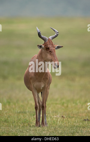 Bubale de coke (Alcelaphus buselaphus cokii), le cratère du Ngorongoro, en Tanzanie, Afrique de l'Est, l'Afrique Banque D'Images