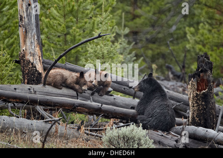 L'ours noir (Ursus americanus) sow et deux oursons d'un an, le Parc National de Yellowstone, UNESCO World Heritage Site, Wyoming, USA Banque D'Images