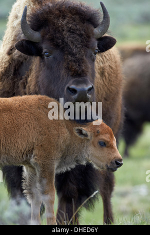 Bison (Bison bison) vache et veau, le Parc National de Yellowstone, Wyoming, États-Unis d'Amérique, Amérique du Nord Banque D'Images