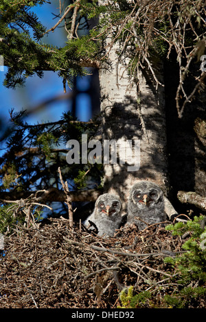 La Chouette lapone (Strix nebulosa), les poussins, le Parc National de Yellowstone, Wyoming, USA Banque D'Images