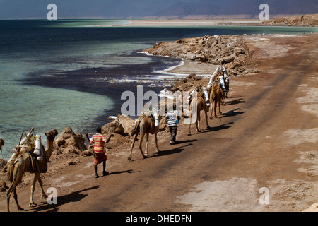 Caravane de sel de Djibouti, le lac Assal allant de montagnes éthiopiennes à l'Afrique, Djibouti, Banque D'Images