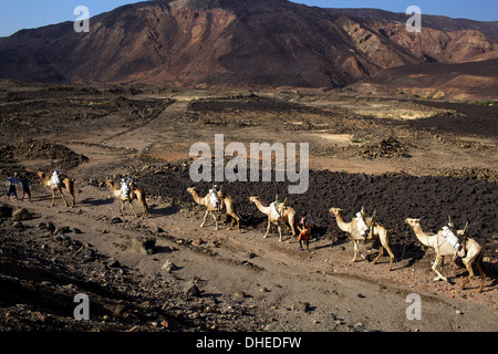 Caravane de sel de Djibouti, le lac Assal allant de montagnes éthiopiennes à l'Afrique, Djibouti, Banque D'Images