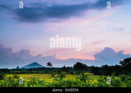 Paysage du Sri Lanka au lever du soleil, les rizières près de Dambulla, Province du Centre, au Sri Lanka, en Asie Banque D'Images