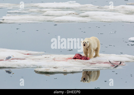 Des profils l'ours polaire (Ursus maritimus) sur un sceau kill dans Olgastretet off Barentsoya, Svalbard, Norvège, Scandinavie, Europe Banque D'Images