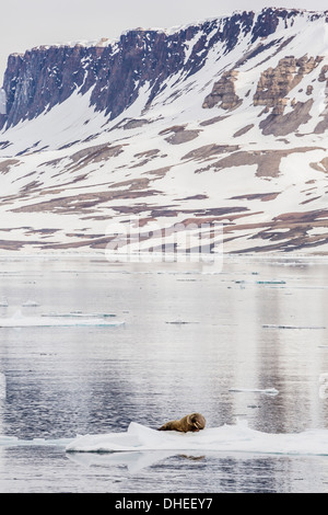 Morse de l'Atlantique (Odobenus rosmarus rosmarus) sur la glace près de Cape Fanshawe, Spitsbergen, Svalbard, Norvège, Scandinavie Banque D'Images