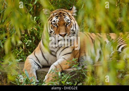 Tigre de Sibérie (Panthera tigris altaica) Banque D'Images