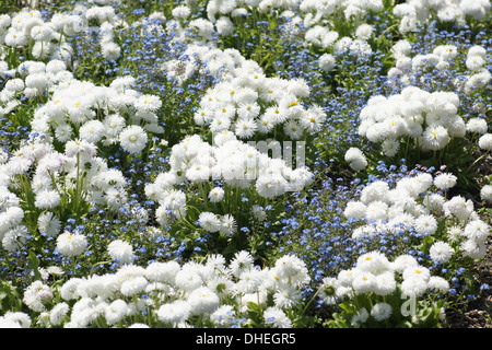 Les marguerites et ne m'oubliez pas Banque D'Images