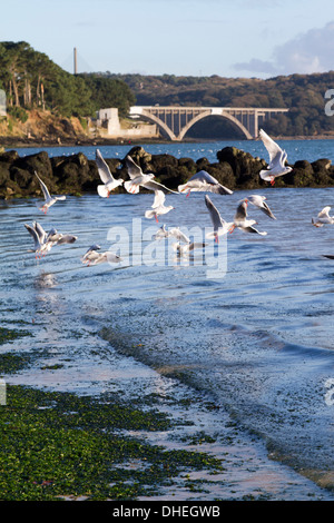 Le pont Albert louppe de Plougastel-Daoulas vue de la plage du Moulin Blanc en rade de Brest Bretagne France Banque D'Images