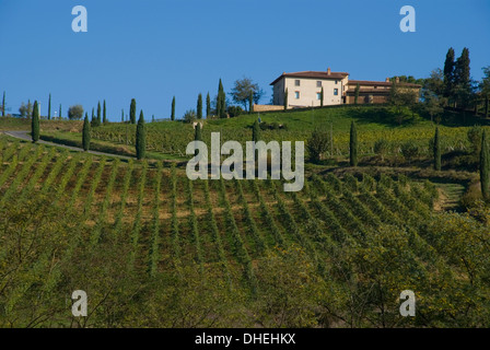 Vignes à Lucignano, en Toscane, Italie, Europe Banque D'Images