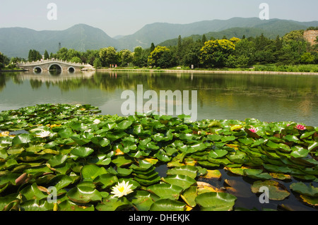 Nénuphars et un pont en pierre voûtée dans les jardins botaniques de Beijing, Beijing, China, Asia Banque D'Images