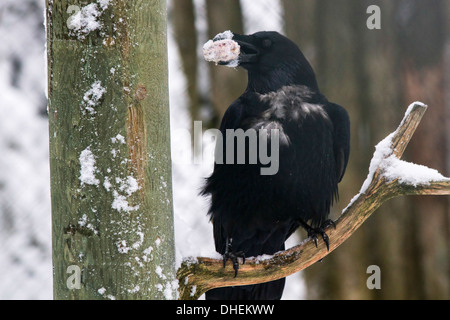 Grand Corbeau (Corvus corax), dans la neige. Photographié dans le cercle arctique, Laponie, Scandinavie en Février Banque D'Images