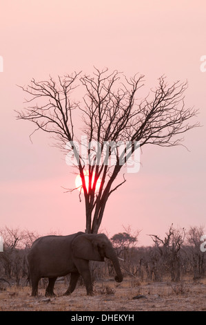 L'éléphant africain (Loxodonta africana), Savuti, Chobe National Park, Botswana, Africa Banque D'Images