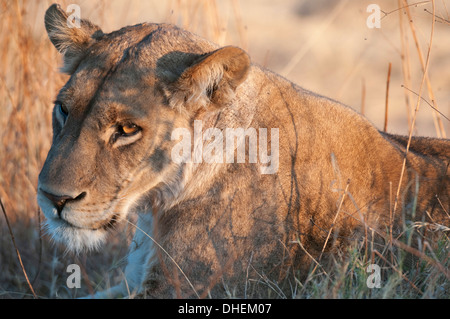 Les lions (Panthera leo), Okavango delta, Botswana, Africa Banque D'Images