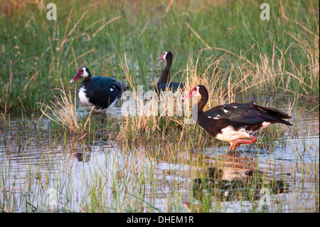 Oie-armée de Gambie (Plectropterus gambensis), Okavango delta, Botswana, Africa Banque D'Images